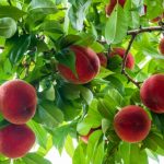 『群雄割拠編1 ~桃園の誓い~』