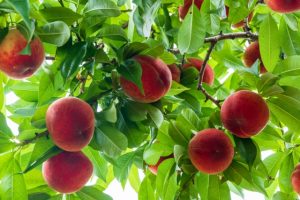 『群雄割拠編1 ~桃園の誓い~』