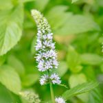 『群雄割拠編１０　～徳の香り～』