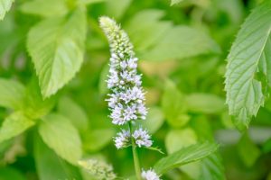 『群雄割拠編10 ~徳の香り~』