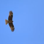 『荊州争奪編6 ~如何にして飛び立つのか~』