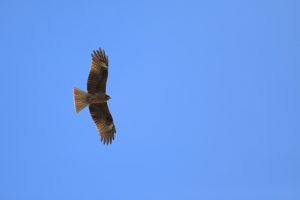 『荊州争奪編６　～如何にして飛び立つのか～』